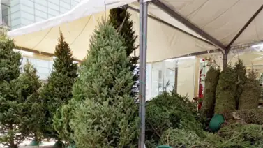 2001online - Venezuela - Pinos naturales 2001online - Venezuela - Pinos naturales