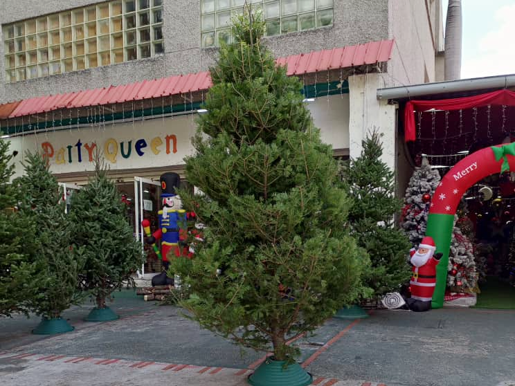 Navidad 2024 | ¡Llegaron los pinos naturales! Busca el tuyo Navidad 2024 | ¡Llegaron los pinos naturales! Busca el tuyo