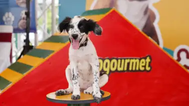 Más de 300 peluditos asistieron a los castings del Calendario Dogourmet 2025 Más de 300 peluditos asistieron a los castings del Calendario Dogourmet 2025