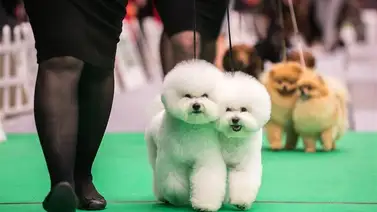 Realizarán exposición canina con entrada gratuita en Caracas (+Detalles) Realizarán exposición canina con entrada gratuita en Caracas (+Detalles)