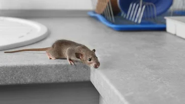 ¡Sin veneno ni trampas! Cómo ahuyentar los ratones de tu casa