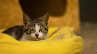 Dallas: Refugio de animales busca hogares temporales por Navidad Dallas: Refugio de animales busca hogares temporales por Navidad