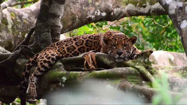 Denuncian crimen de un jaguar en la Sierra de Perijá (+VIDEO)