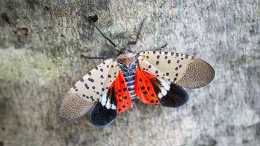 mosca linterna moteada (SFL) mosca linterna moteada (SFL)