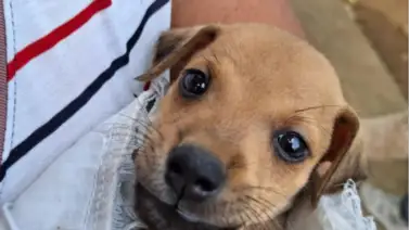 Estos son los puntos de atención veterinaria gratuita este #23Nov Estos son los puntos de atención veterinaria gratuita este #23Nov