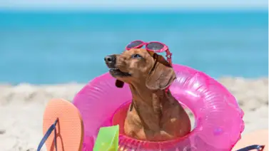 2001online - Estados Unidos - playas miami perros 2001online - Estados Unidos - playas miami perros