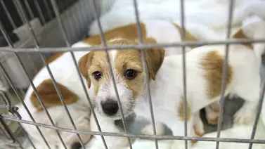 Nueva York | Prohíben venta de mascotas en tiendas minoristas (+Detalles) Nueva York | Prohíben venta de mascotas en tiendas minoristas (+Detalles)