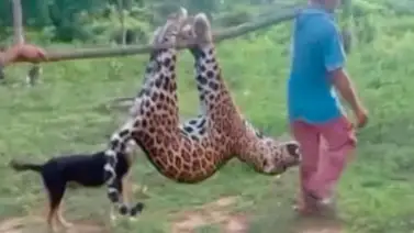 Ministerio de Ecosocialismo se pronuncia por caza ilegal de un jaguar Ministerio de Ecosocialismo se pronuncia por caza ilegal de un jaguar