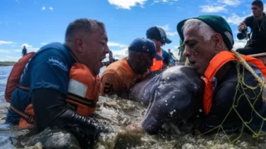 Rescatan a toninas varadas en Puerto El Indio (+Fotos)