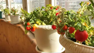 Guía para principiantes para cultivar tus propios tomates en casa Guía para principiantes para cultivar tus propios tomates en casa