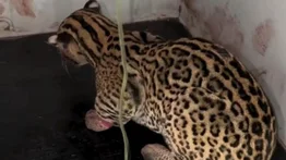 Rescatan cunaguaro herido en Los Teques (+Detalles)