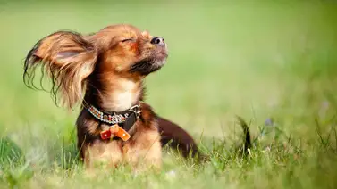 ¿Cuánto sol deberían tomar los perros? Conoce todo los detalles ¿Cuánto sol deberían tomar los perros? Conoce todo los detalles