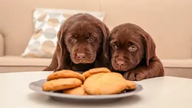 Panadería en Los Ángeles ofrece diversos postres para perros (+Video) Panadería en Los Ángeles ofrece diversos postres para perros (+Video)