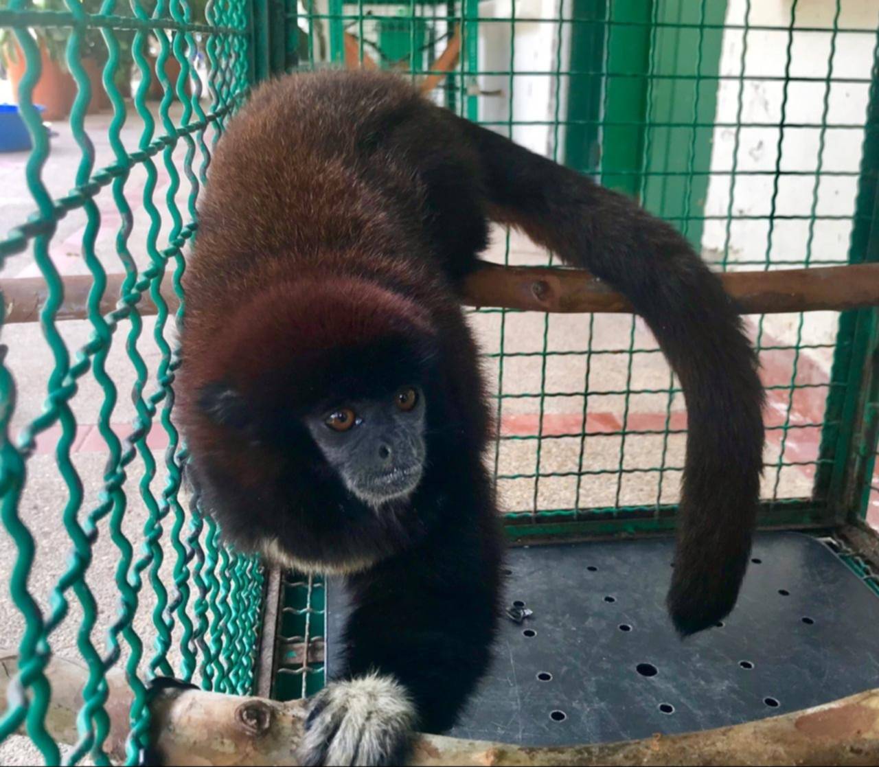 Detienen a traficantes de animales silvestres: tenían 11 ejemplares protegidos en Venezuela Detienen a traficantes de animales silvestres: tenían 11 ejemplares protegidos en Venezuela