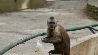 Monos invaden residencias en Caricuao: vecinos denuncian daños y ataques por parte de los animales Monos invaden residencias en Caricuao: vecinos denuncian daños y ataques por parte de los animales