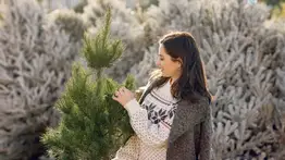 ¿Quieres un árbol de Navidad natural?: Consejos para que lleves a casa el mejor y dure toda la temporada