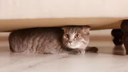 2001ONLINE - VENEZUELA - MASCOTAS 