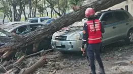 Caída de arbol paraliza el tráfico en este municipio de Caracas: reportan vehículos destruidos tras el colapso
