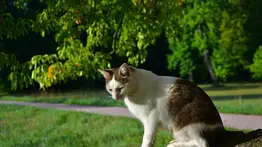 Denuncian envenenamiento masivo de gatos en el municipio Sucre: vecinos hacen llamado a las autoridades