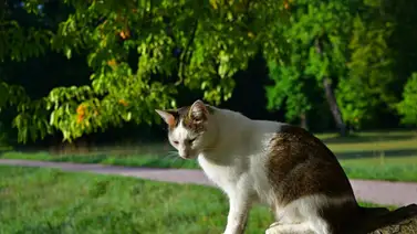 Denuncian envenenamiento masivo de gatos en el municipio Sucre: vecinos hacen llamado a las autoridades Denuncian envenenamiento masivo de gatos en el municipio Sucre: vecinos hacen llamado a las autoridades