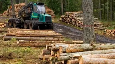 EEUU | Buscan cientos de trabajadores para el sector forestal EEUU | Buscan cientos de trabajadores para el sector forestal