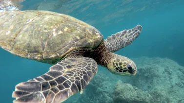 Tres personas mueren por comer carne de tortuga