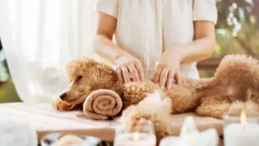 Con este método podrás calmar los nervios de tu perro de forma efectiva Con este método podrás calmar los nervios de tu perro de forma efectiva