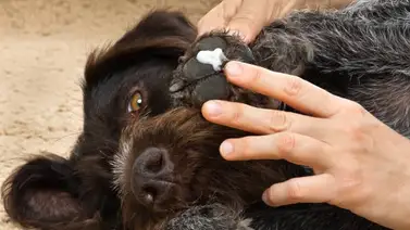 Crema hidratante casera para las almohadillas del perro Crema hidratante casera para las almohadillas del perro