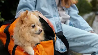 2001online - Estados Unidos - permiso mascotas 2001online - Estados Unidos - permiso mascotas