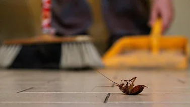 Truco viral para eliminar los insectos y solo necesitas cuatro elementos