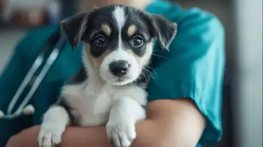 Nueva jornada de atención veterinaria en Coche y Antímano (+Fecha) Nueva jornada de atención veterinaria en Coche y Antímano (+Fecha)