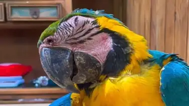 Tomarán medidas sobre canchas de pádel tras muerte de una guacamaya Tomarán medidas sobre canchas de pádel tras muerte de una guacamaya