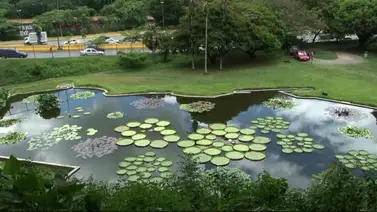 Realizan feria navideña en el Jardín Botánico de Caracas (+Horarios) Realizan feria navideña en el Jardín Botánico de Caracas (+Horarios)