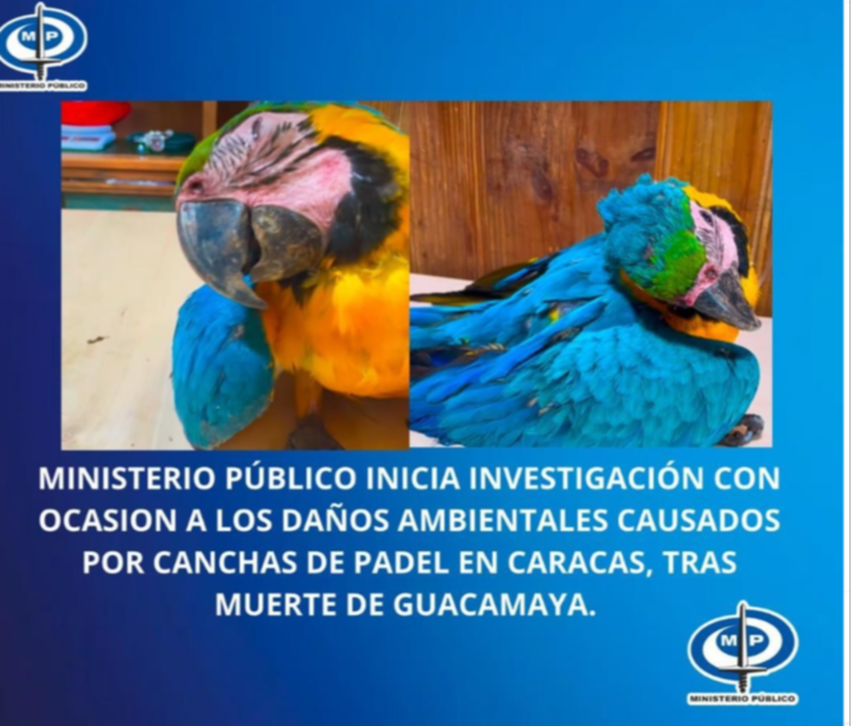 MP anuncia investigación sobre canchas de pádel tras muerte de guacamaya