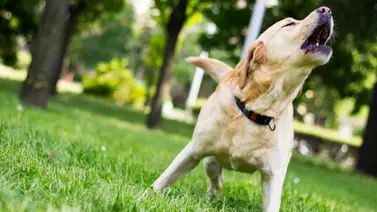 Claves para ayudar a que el perro deje de ladrar  Claves para ayudar a que el perro deje de ladrar
