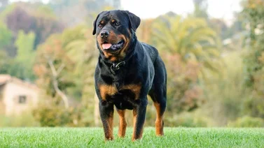Perro mató a niña de 5 años en el patio de su casa (+Detalles)