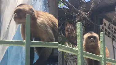 Monos azotan a niños de un preescolar en Caracas (+Video) Monos azotan a niños de un preescolar en Caracas (+Video)