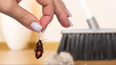 Entérate cuántas cucharadas de café necesitas para eliminar las cucarachas Entérate cuántas cucharadas de café necesitas para eliminar las cucarachas