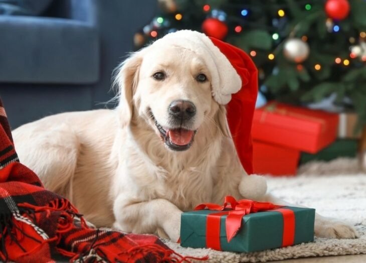 No permitas que las celebraciones perturben la tranquilidad de tus mascotas