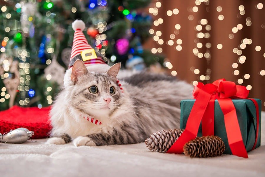 No permitas que las celebraciones perturben la tranquilidad de tus mascotas