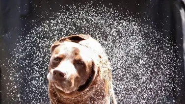 ¿Por qué los perros mojados se sacuden? He aquí la respuesta ¿Por qué los perros mojados se sacuden? He aquí la respuesta