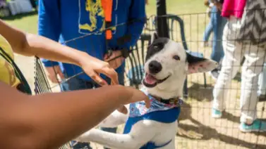 Activan jornada navideña para mascotas en Caracas este #15Dic Activan jornada navideña para mascotas en Caracas este #15Dic