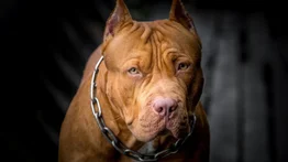 Pitbull mata a mujer y su esposo muere de un infarto al enterarse
