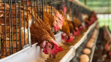 Nueva ley sobre el consumo de huevos llega en enero a Colorado Nueva ley sobre el consumo de huevos llega en enero a Colorado