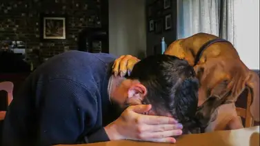 ¿Los perros pueden saber si estás triste? ¿Los perros pueden saber si estás triste?