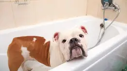 ¿Cada cuánto tiempo debes bañar a tu perro? Esto recomiendan los expertos 
