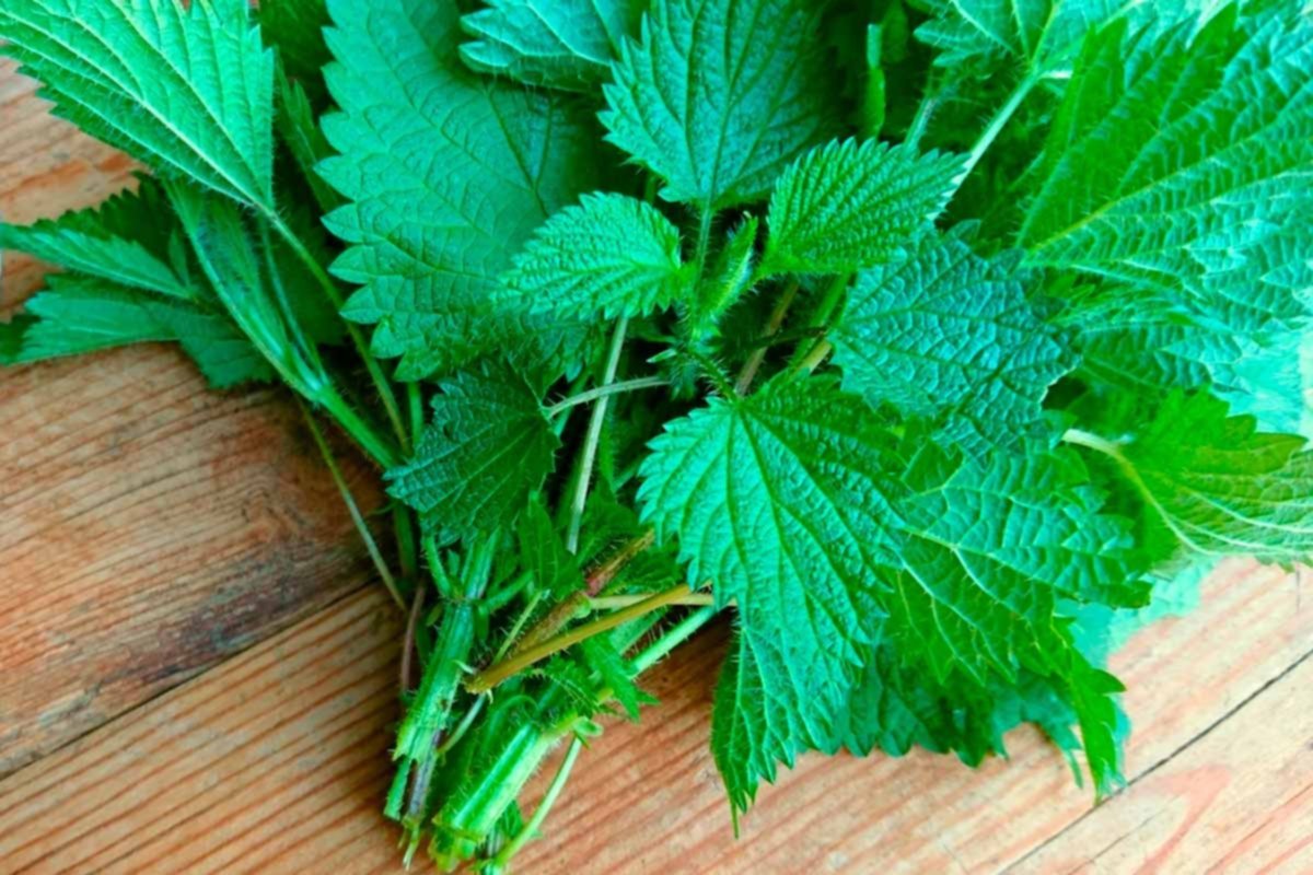 La infusión ideal para limpiar los riñones rápidamente