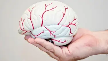 Especia posee propiedades antioxidantes y reduce el deterioro del cerebro Especia posee propiedades antioxidantes y reduce el deterioro del cerebro