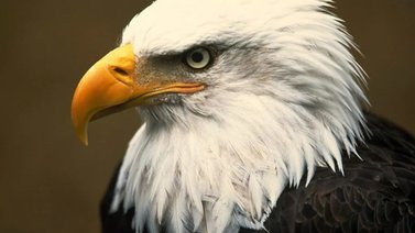 El águila calva se convierte en el ave nacional de EEUU