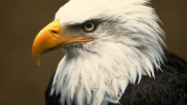 El águila calva se convierte en el ave nacional de EEUU